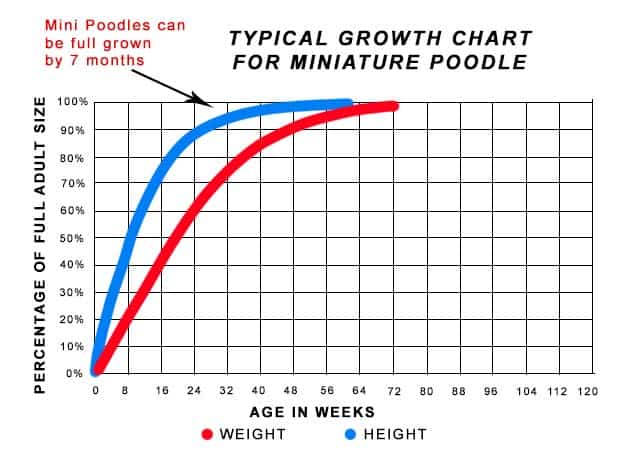 Chart showing Miniature Poodle Growth Rate, can reach full height by 7 months