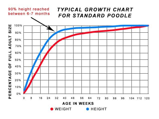 Chart showing Standard Poodle Growth Rate, reaching full height by 2 years