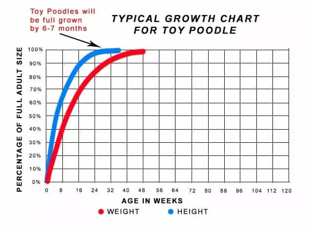 Chart showing Toy Poodle Growth Rate, reaching full height by 6 to 7 months