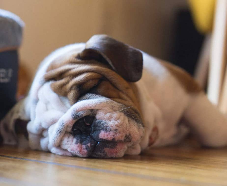bulldog puppy snoring