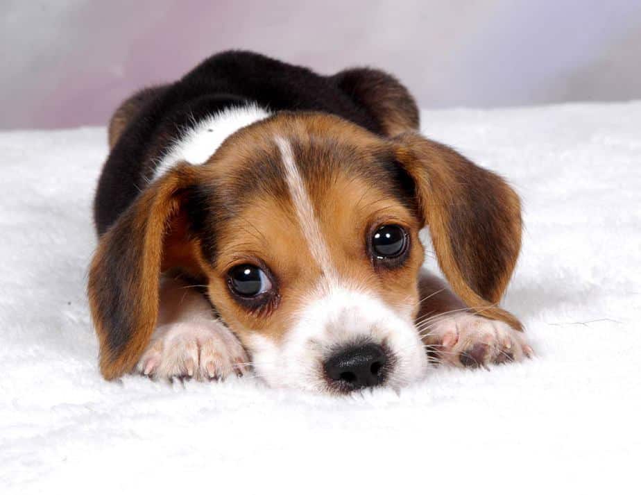 beagle puppy sad