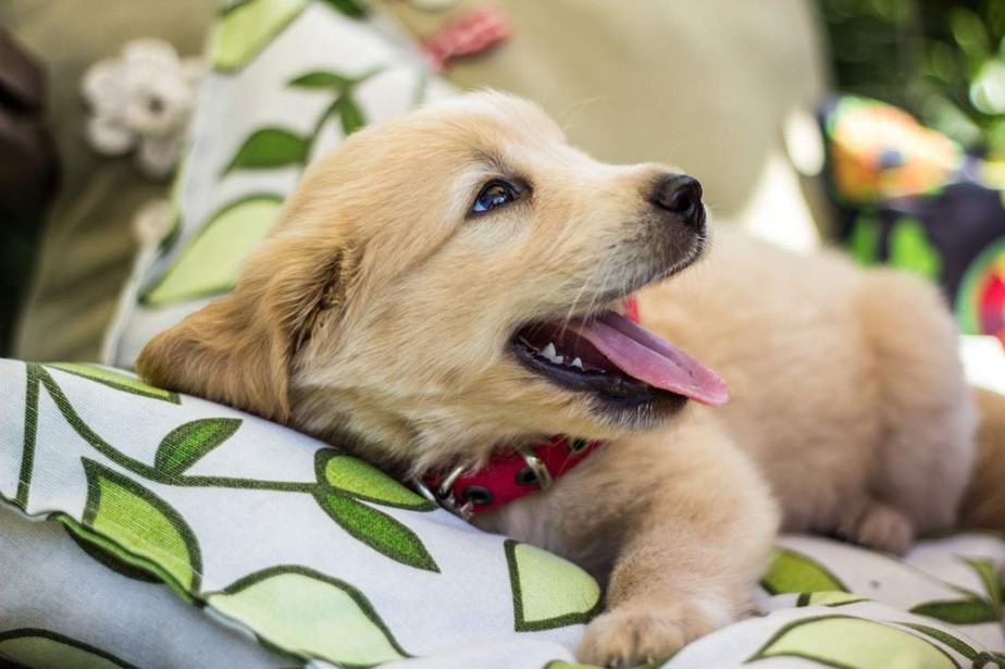 golden-retriever-puppy-smiling