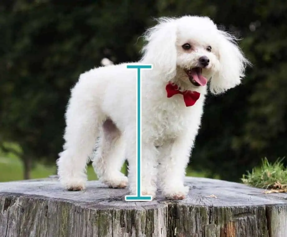 Your Poodle Size Guide Toy, Mini, Standard HoundGames