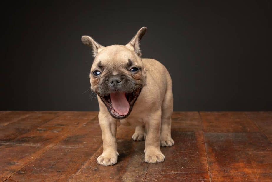 funny puppy-yawning