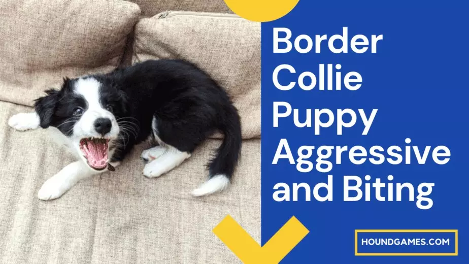 Border Collie Puppy Aggressive and Biting