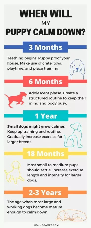 when puppies calm down infographic