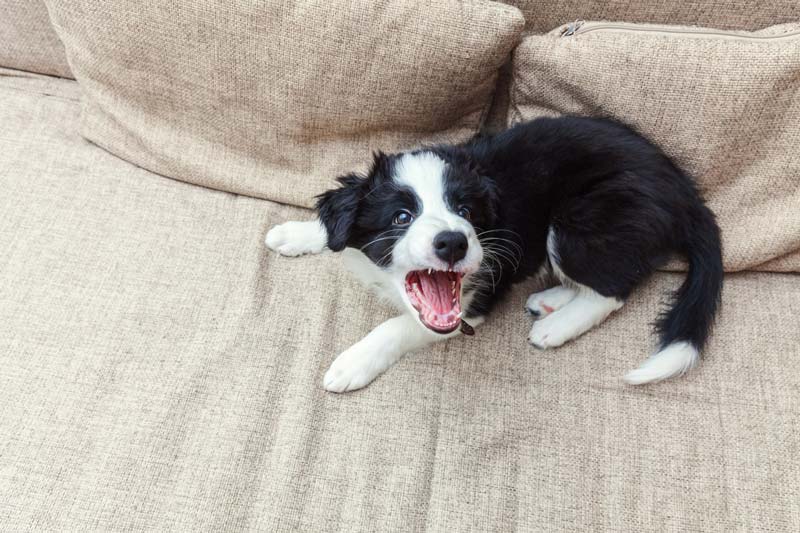 Border Collie Puppy Aggressive and Biting HoundGames