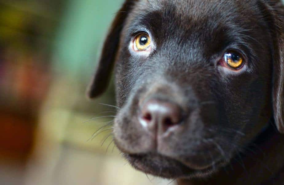 Image of a black Labrador Puppy who looks like it Pees So Much