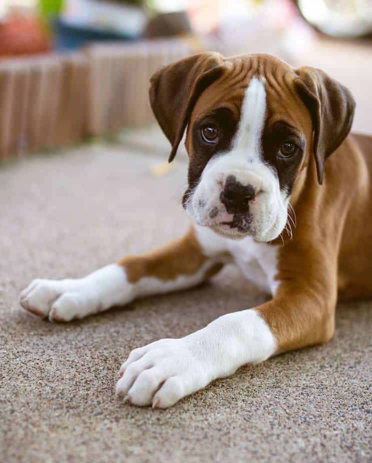 Is My Boxer Puppy Too Skinny