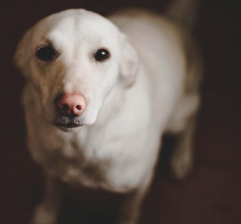 My Puppy Has a Pink Nose Will it Change Color? HoundGames