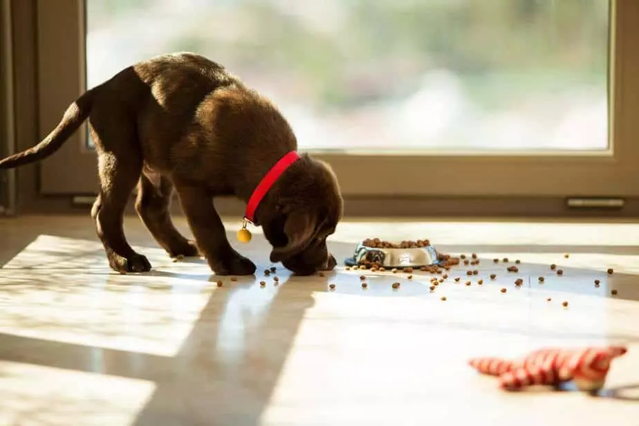 an image of a black puppy who won't eat kibble