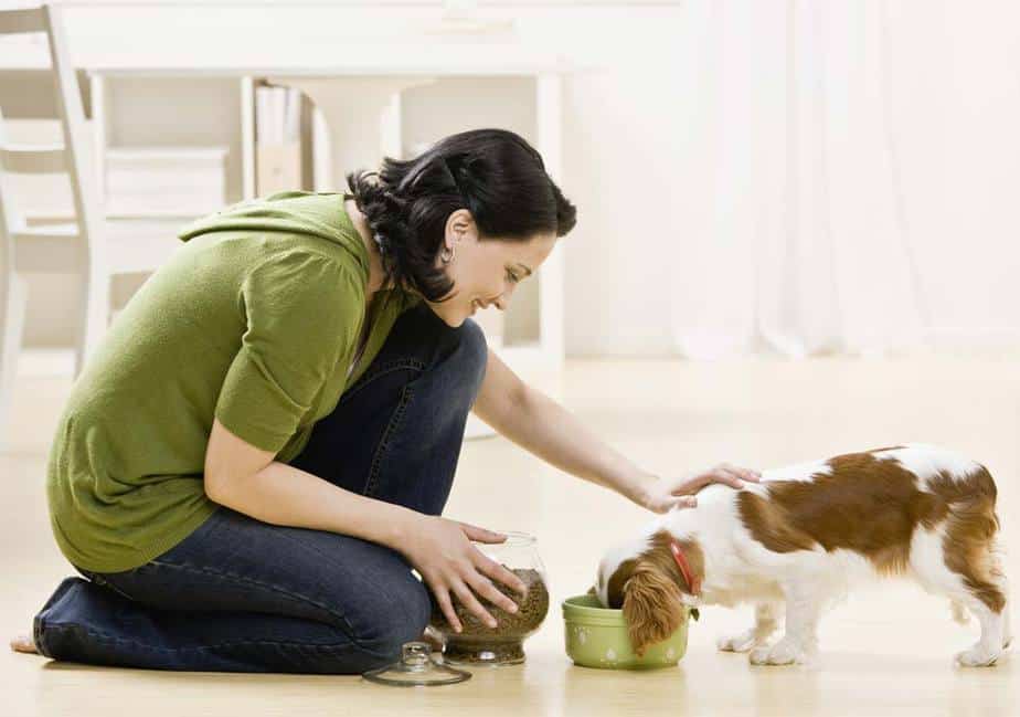 Puppy Won't Eat Kibble? Do This! | HoundGames