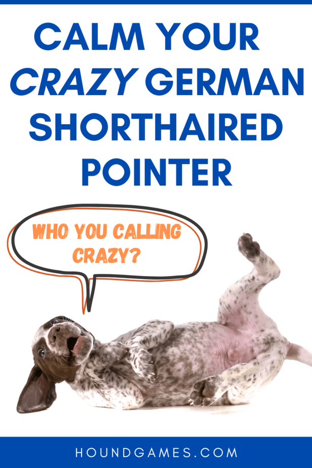 calm hyper german shorthaired pointer