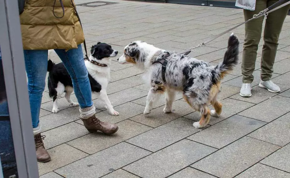 Puppy Lunging At Faces, Other Dogs, People HoundGames