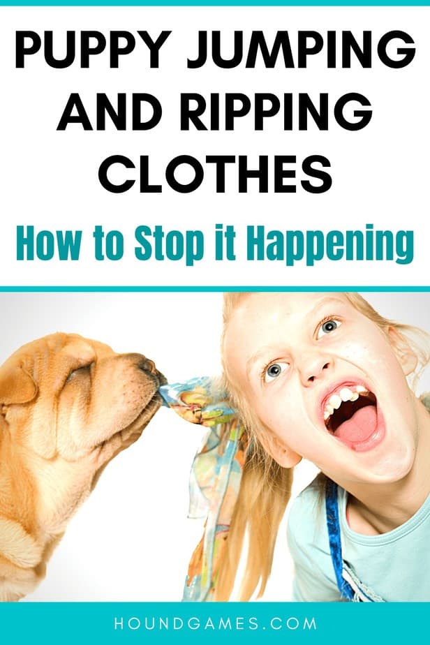 puppy jumping ripping clothes