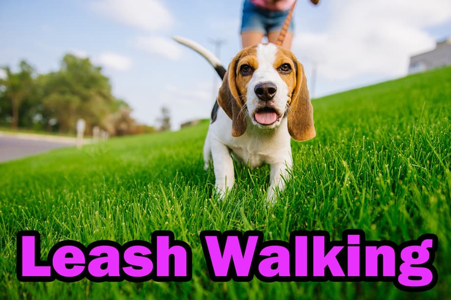 leash walking a puppy