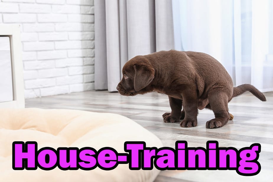 house-training a puppy