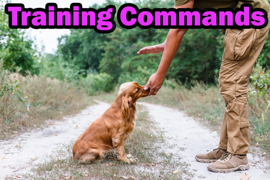 puppy training commands