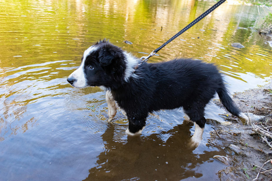 puppy-exercise in water