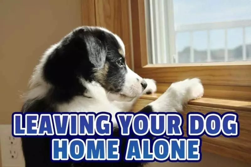 Leaving Your Dog Home Alone (8,12, 24hours and Overnight) HoundGames