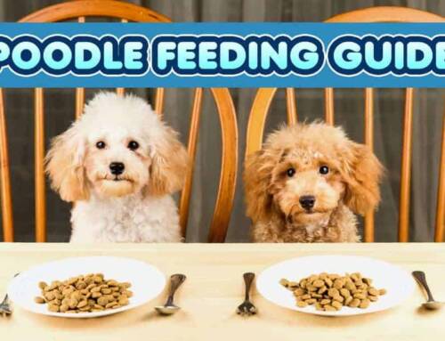 Your Poodle Feeding Guide: Toy, Mini, Standard