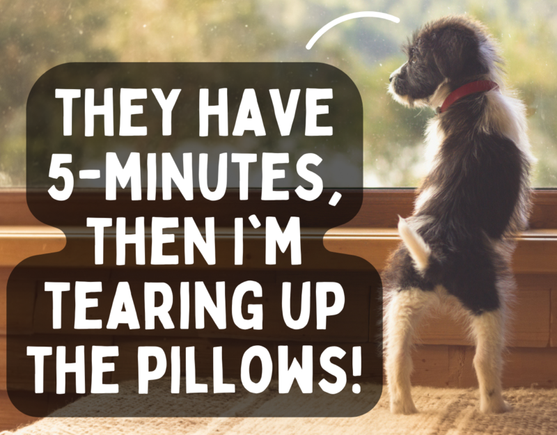 Leaving Your Dog Home Alone (8,12, 24hours and Overnight) HoundGames