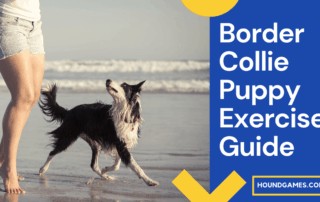 Border Collie Puppy Exercise Guide