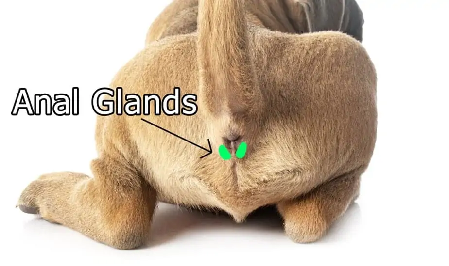 dog anal-glands-location