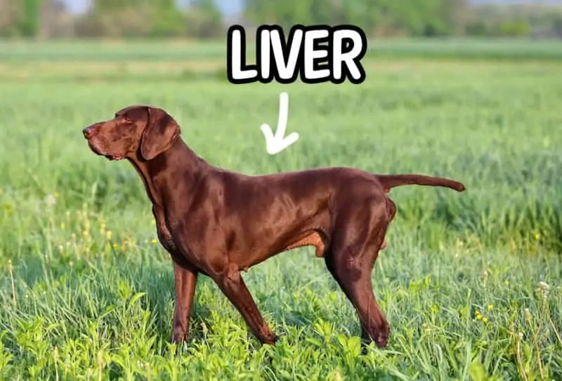 German Shorthaired Pointers Colors and Changes HoundGames