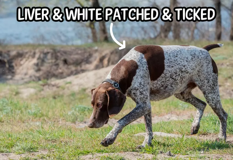 German Shorthaired Pointers Colors and Changes HoundGames