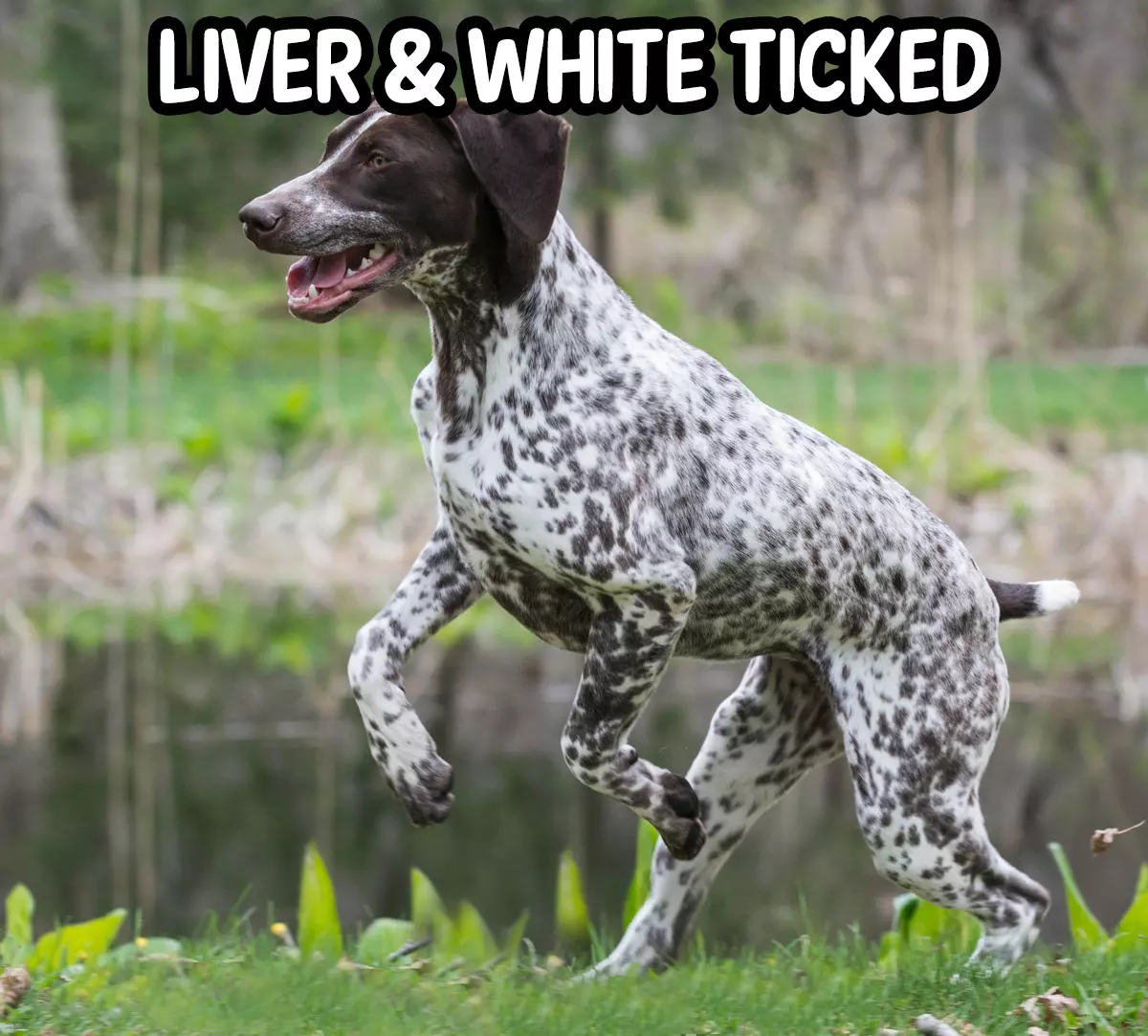 German Shorthaired Pointers: Colors and Changes - HoundGames