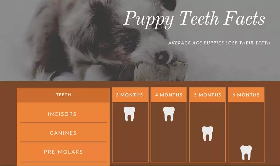 puppy teeth facts