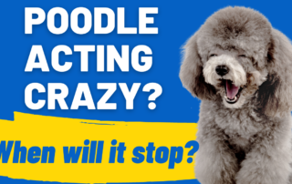 poodle acting crazy and hyper