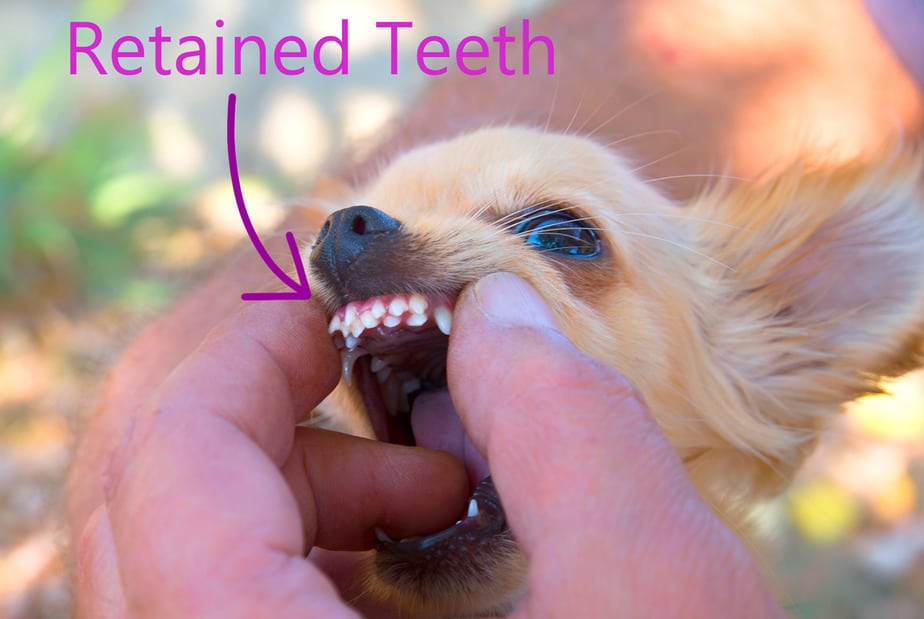 puppy with retained teeth