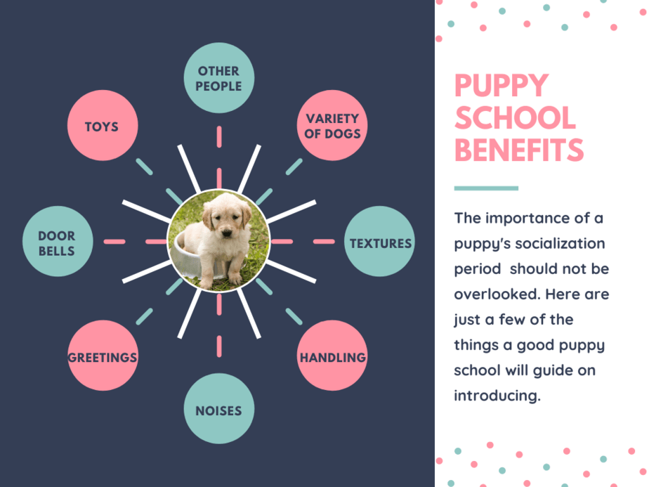 Puppy Class Benefits Infographic