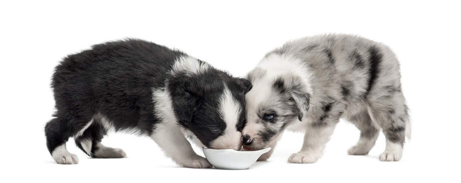 border-collie-puppies-fighting-for-food