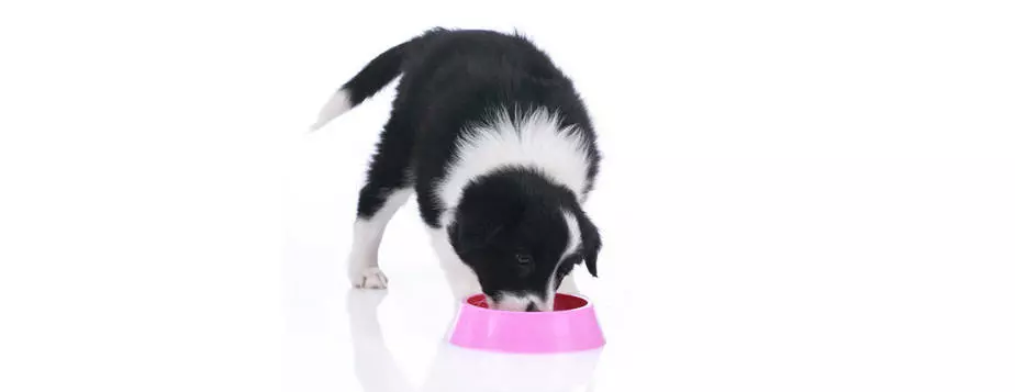 border-collie puppy eating from bowl