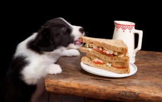 Border Collie stealing food