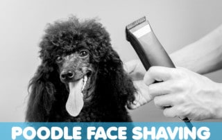 poodle getting their face shaved