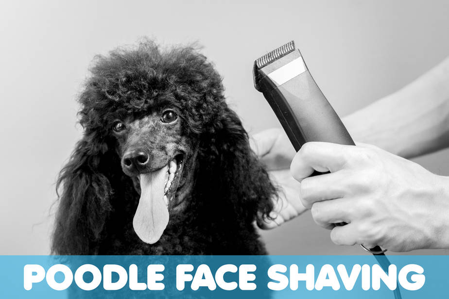 poodle getting their face shaved