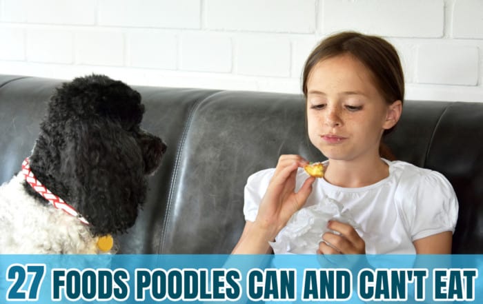 what foods can poodles eat
