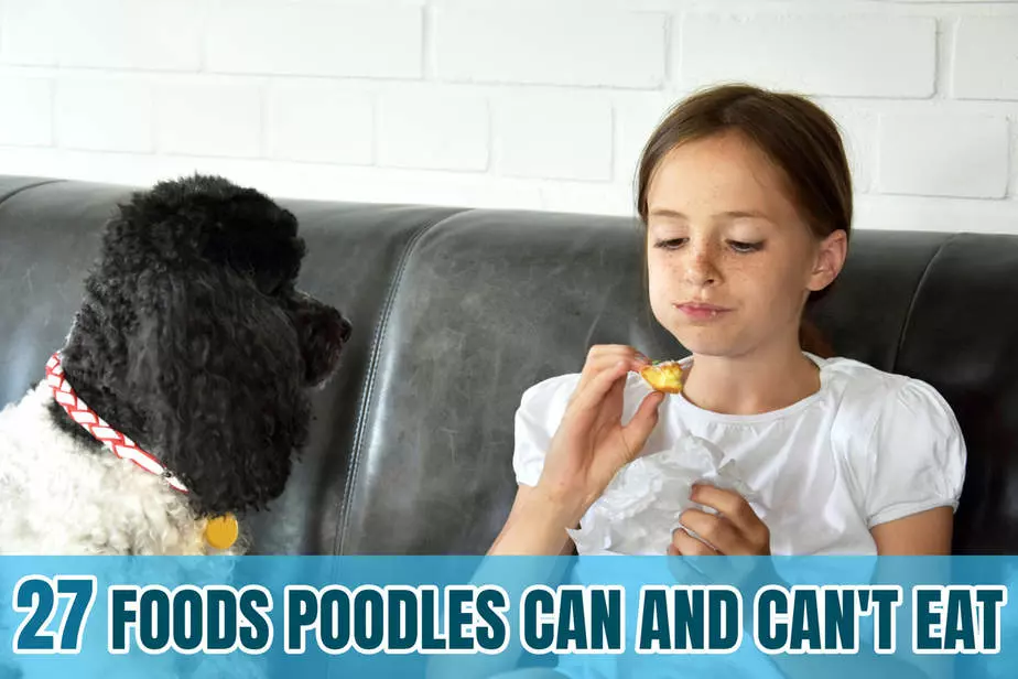 what foods can poodles eat