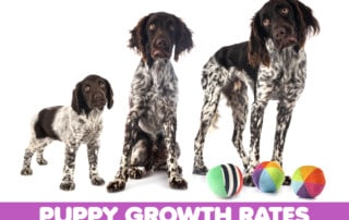 puppy growth stages to adulthood