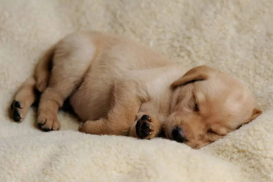puppy-having-a-sleep-in-warmth