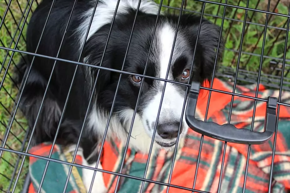 Border-Collie-Crying-in-Crate