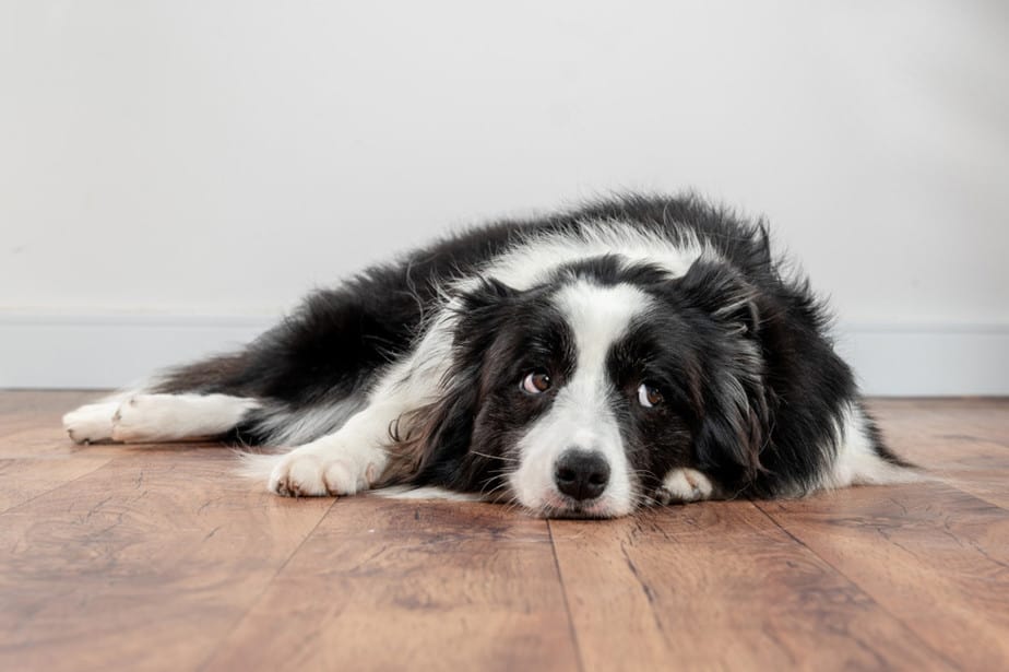 Border-Collie-Whining-on-Floor