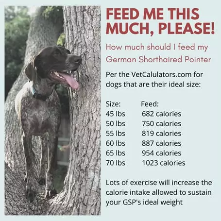 How-much-to-feed-GSP-infographic