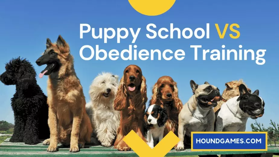 Puppy School vs Obedience Training