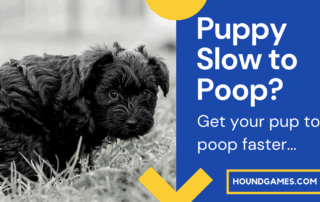 Puppy Takes a Long Time to Poop
