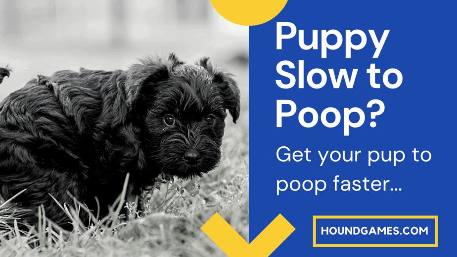 Puppy Takes a Long Time to Poop